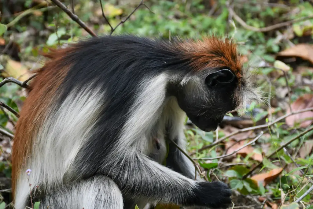 Jozani Forest Zanzibar Red Colobus Monkey Instagrammable