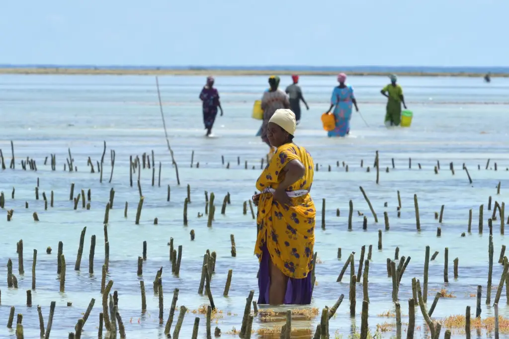 Zanzibar Jambiani Seaweed Farm things to see