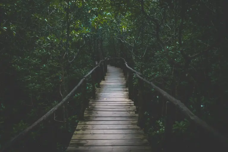 Zanzibar Jozani Forest Mangrove Boardwalk
