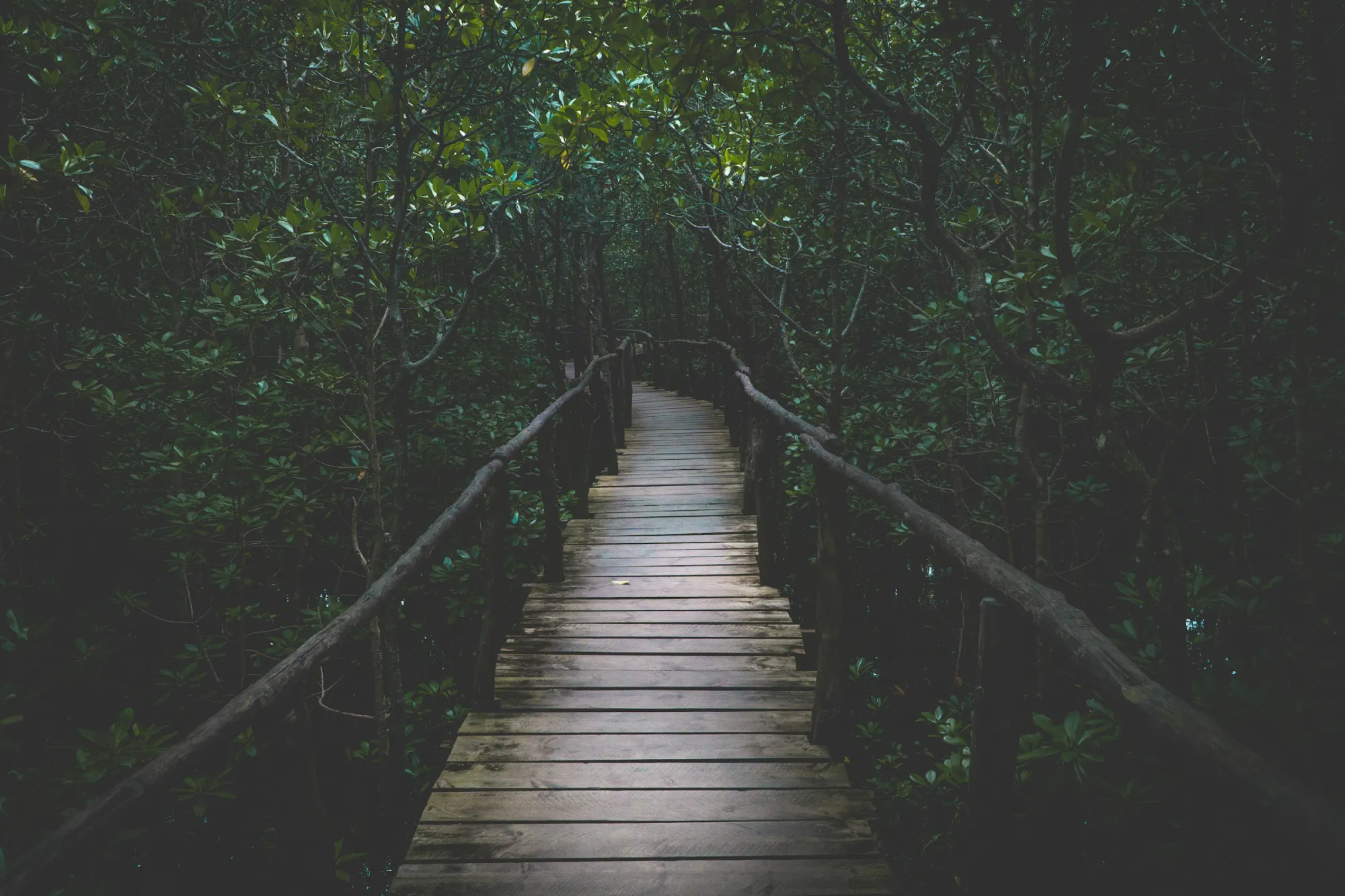 Zanzibar Jozani Forest Mangrove Boardwalk