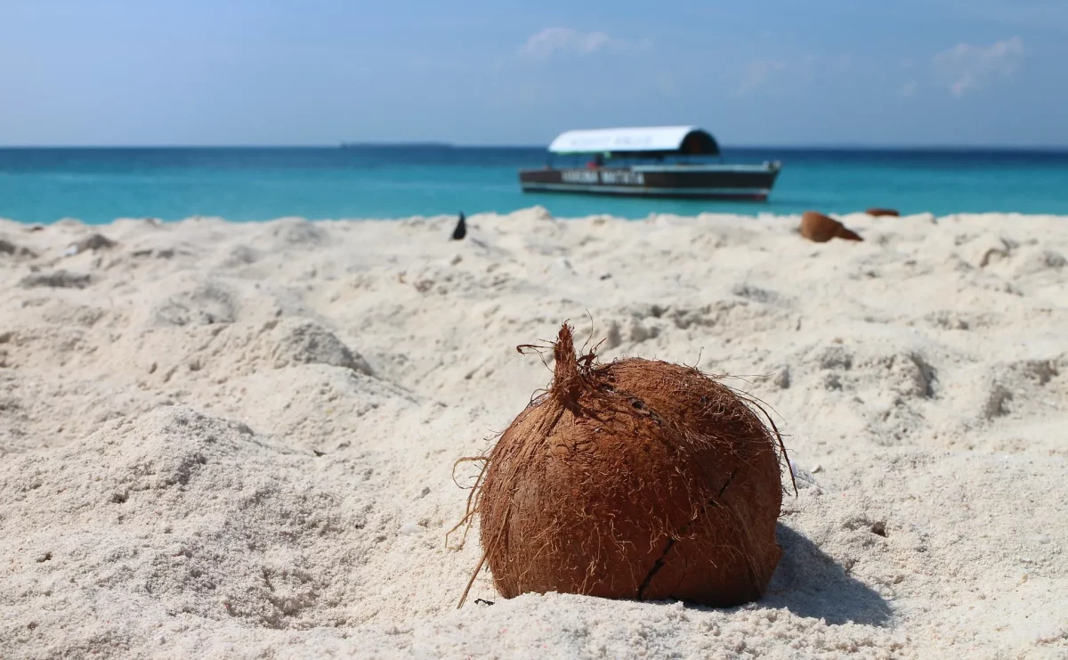 Zanzibar Beach Coconut Explore Indian Ocean Budget