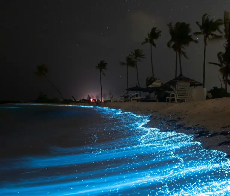 Bioluminescence glow ocean beach