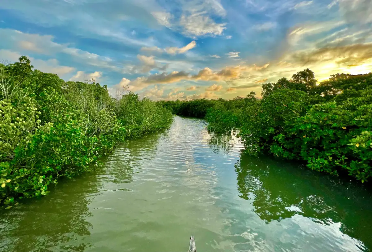 Zanzibar Mangrove Canal Sunset Kayaking