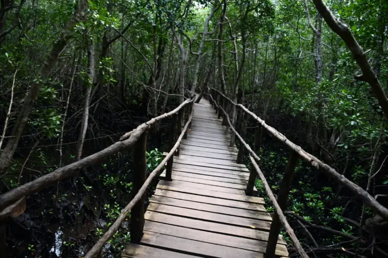 Zanzibar Mangrove Forest Bridge Adventure Activity Explore