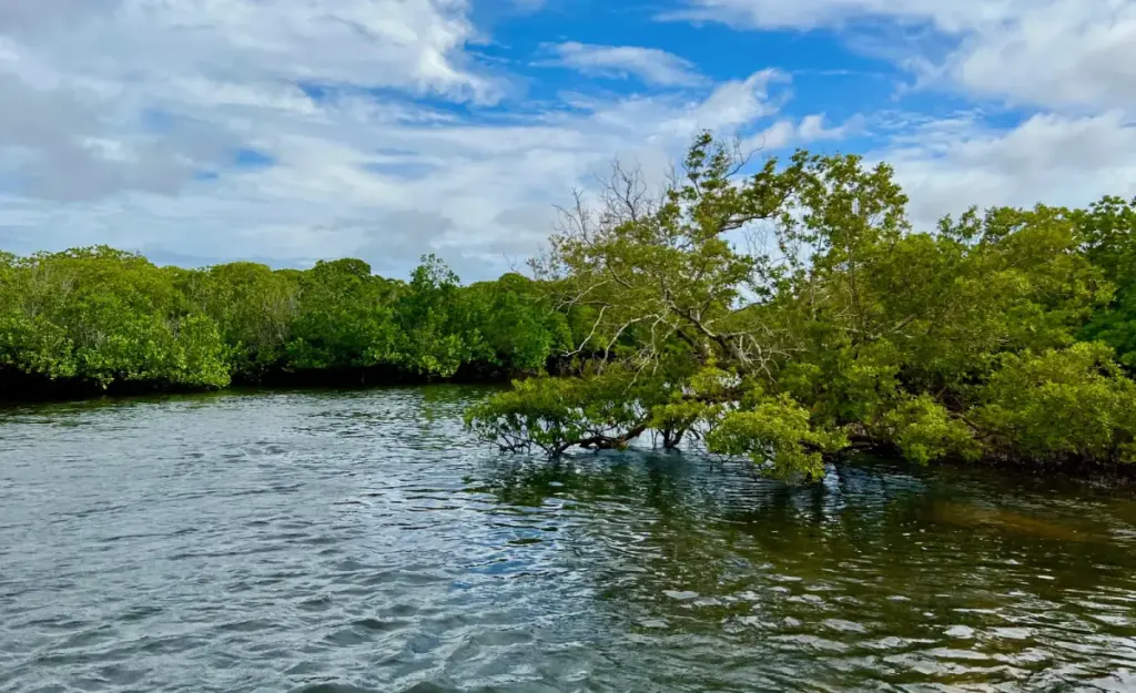 Zanzibar Mangrove Forest Water