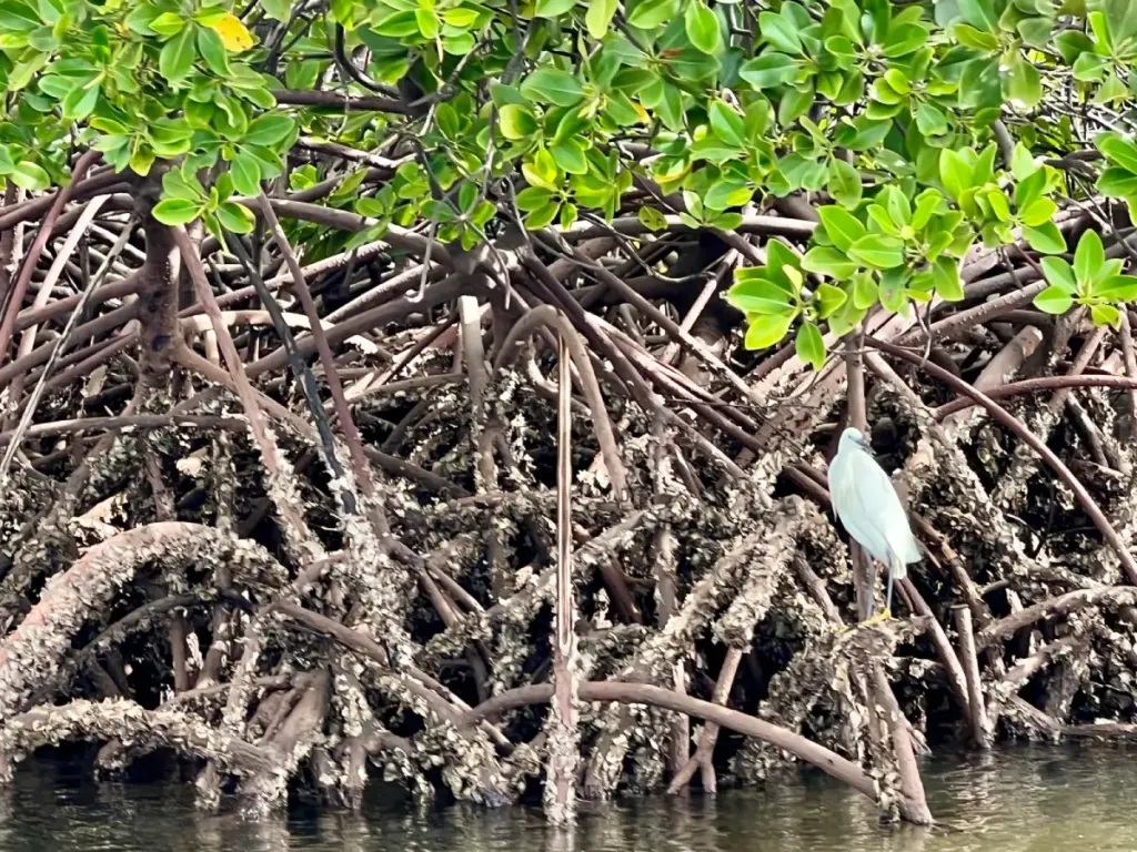 Zanzibar Mangrove Roots Water