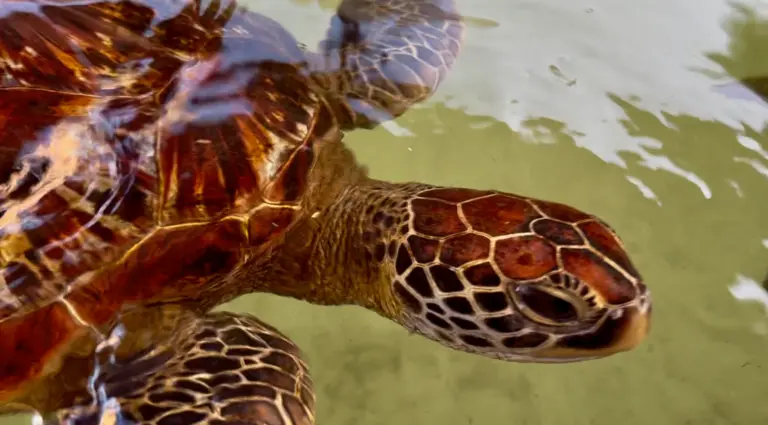 Nungwi Mnarani Turtle Conservation Center