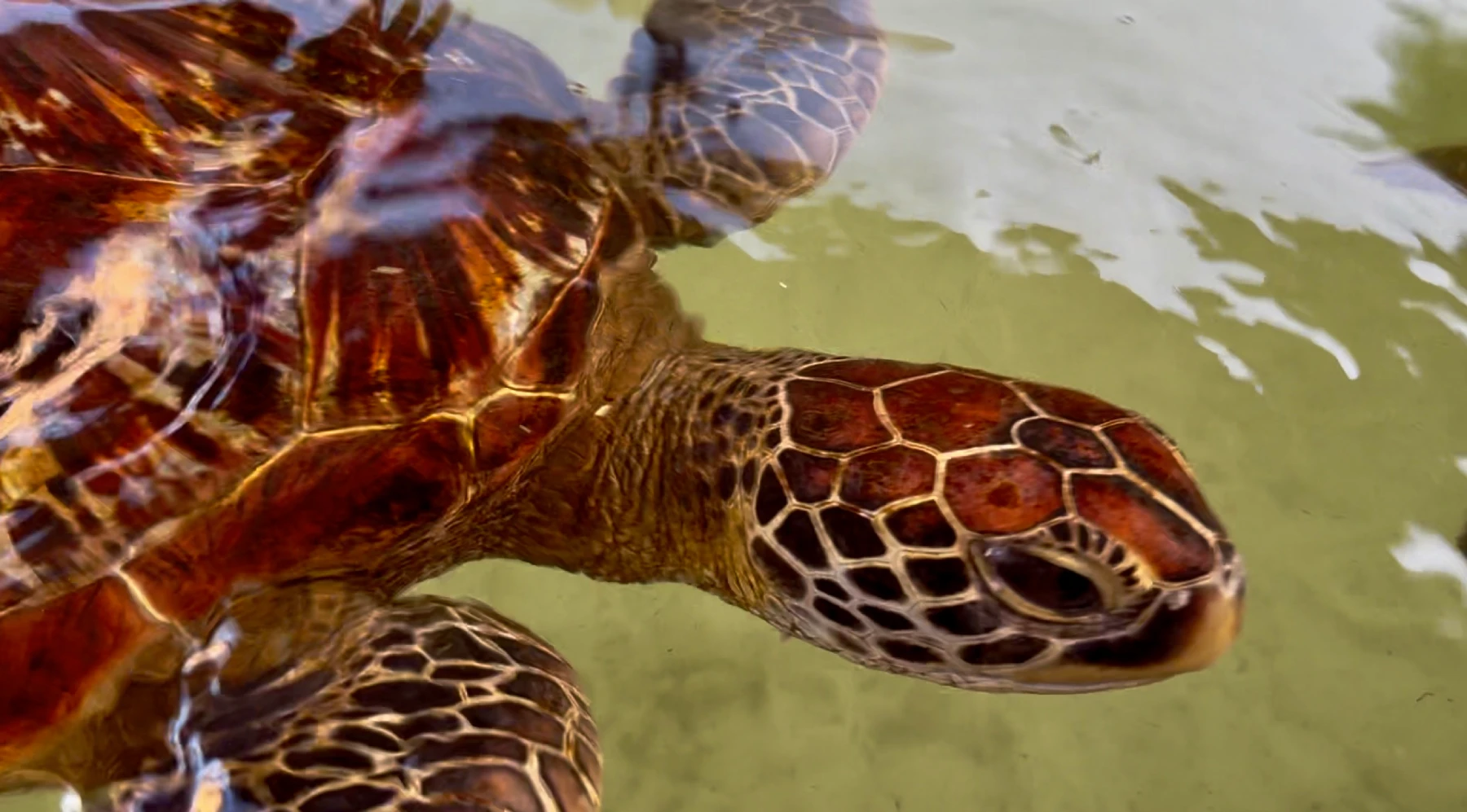 Nungwi Mnarani Turtle Conservation Center